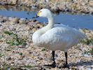 Bewick's Swan (WWT Slimbridge September 2013) - pic by Nigel Key